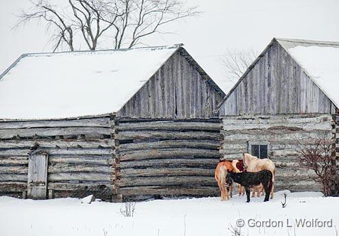 An Ass Among Horses' Asses_14253.jpg - Photographed near Ottawa, Ontario - the capital of Canada.